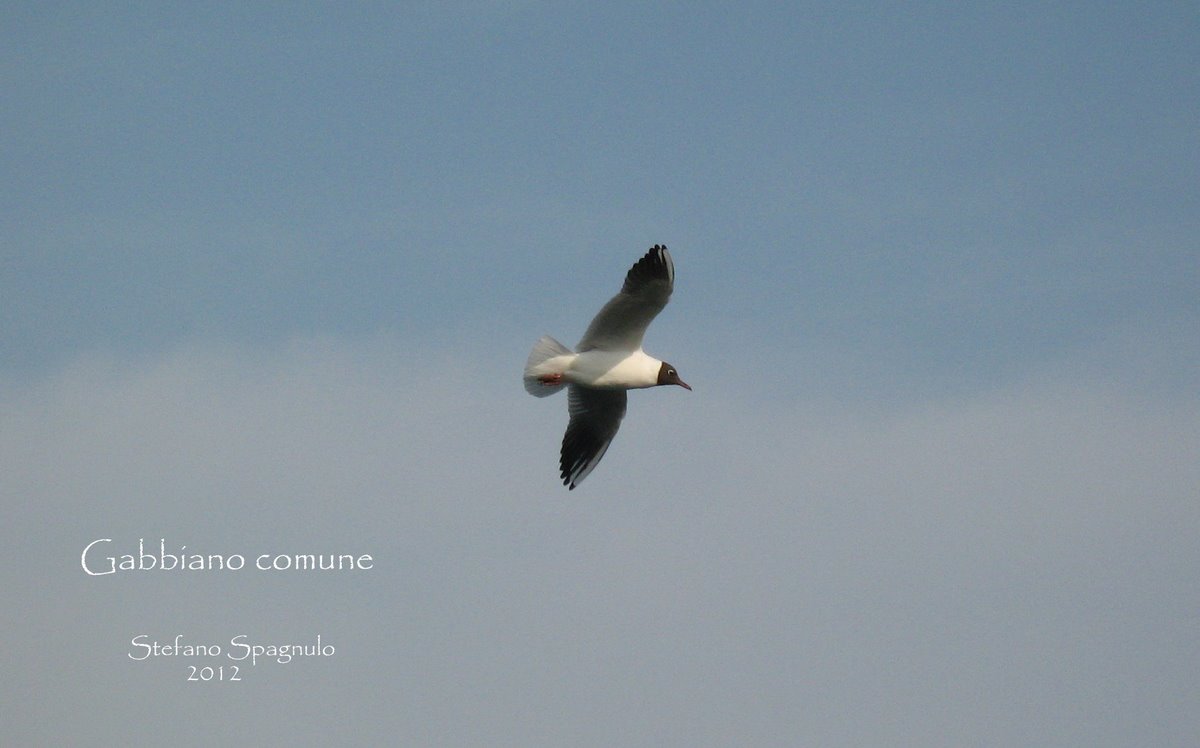 Gabbiano comune